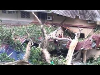 Árbol cae sobre vivienda en Balboa.