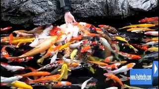 Fish Feeding Frenzy video