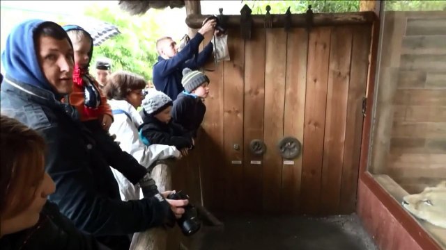 Naissance de trois lionceaux blancs dans un zoo français