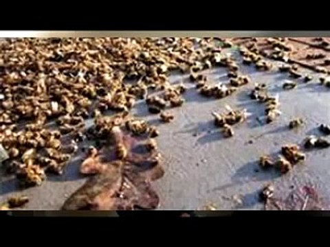 Eco Bee Removal-Intro to bee removal Part 3 Honey Bees Removal, Warrantee and Repair