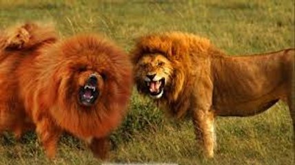 Tibetan Mastiff VS Lion FACTS