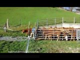 Ces vaches expriment leur joie de retrouver les verts pâturages