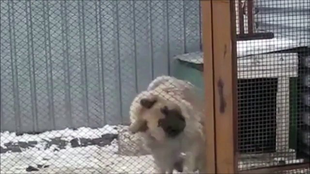 Un chien danse pour accueillir son maitre... Adorable