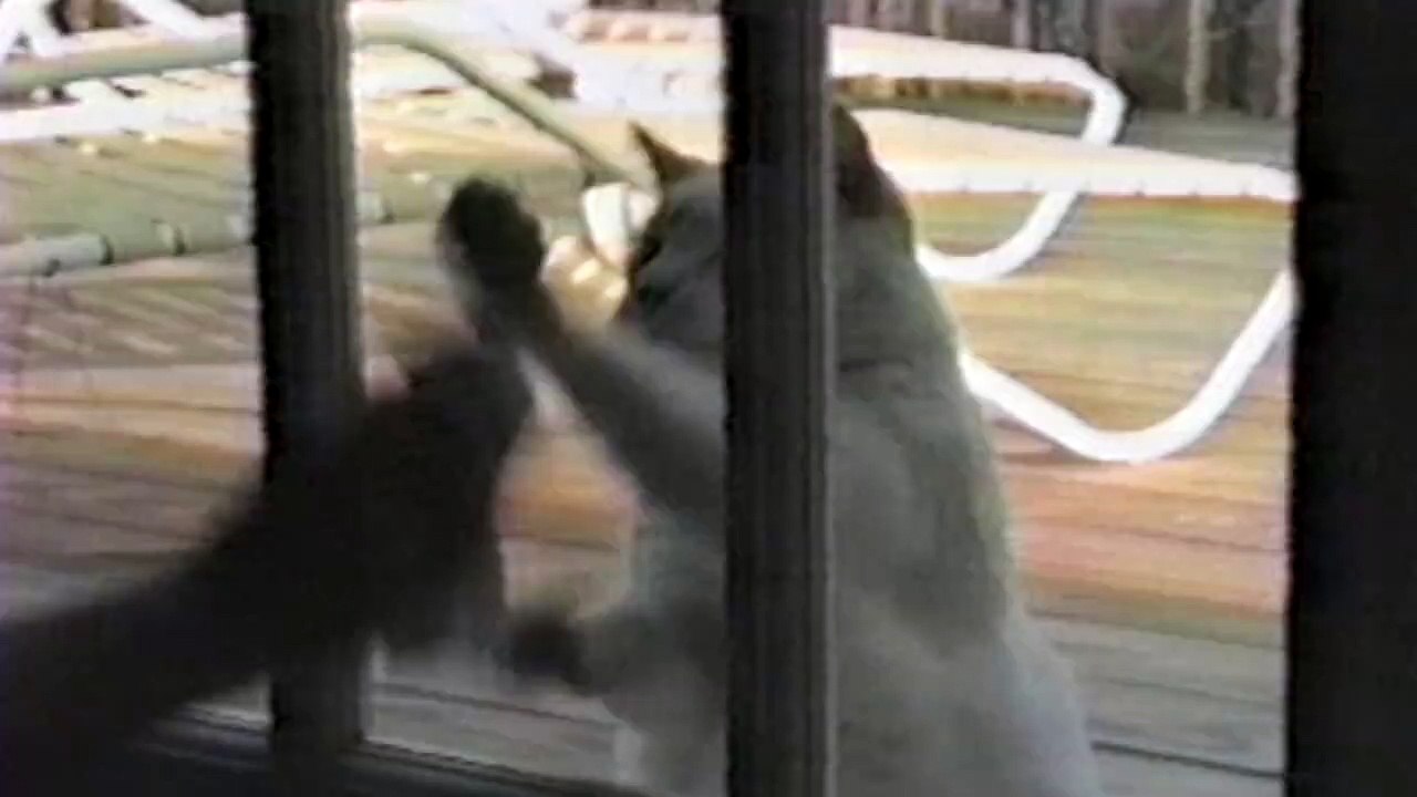 Quand nos animaux de compagnie font le ménage - compilation hilarante