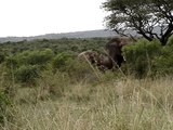 Elephants in Hluhluwe Game Reserve - South Africa