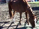 2nd Update to Rescued Horses, WA