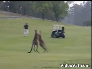 Kangaroo-Boxing