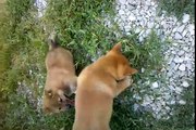 Shiba Inu puppies wrestling