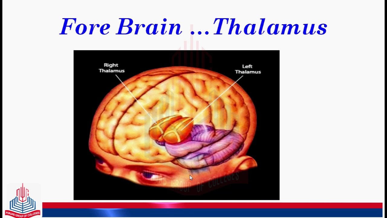 Central Nervous System & Detail study of the parts of the Brain ( Forebrain )