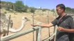 Wild Ostrich Ride in South Africa