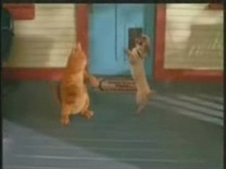 Danse de chien et chat