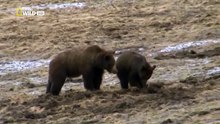 The Wild Yellowstone Wild 79