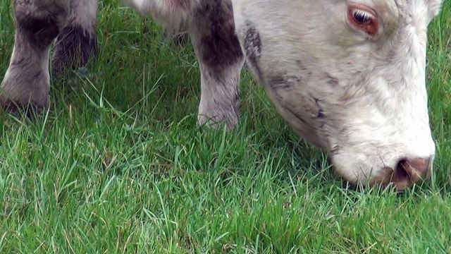 balade dans les marais AUDUBON