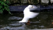 White Ducks in Duck Pond (UK Water Birds)