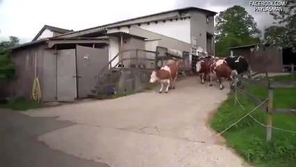 25 Yıl Sonra İlk Defa Güneş ve Doğayla Karşılaşan İnekler