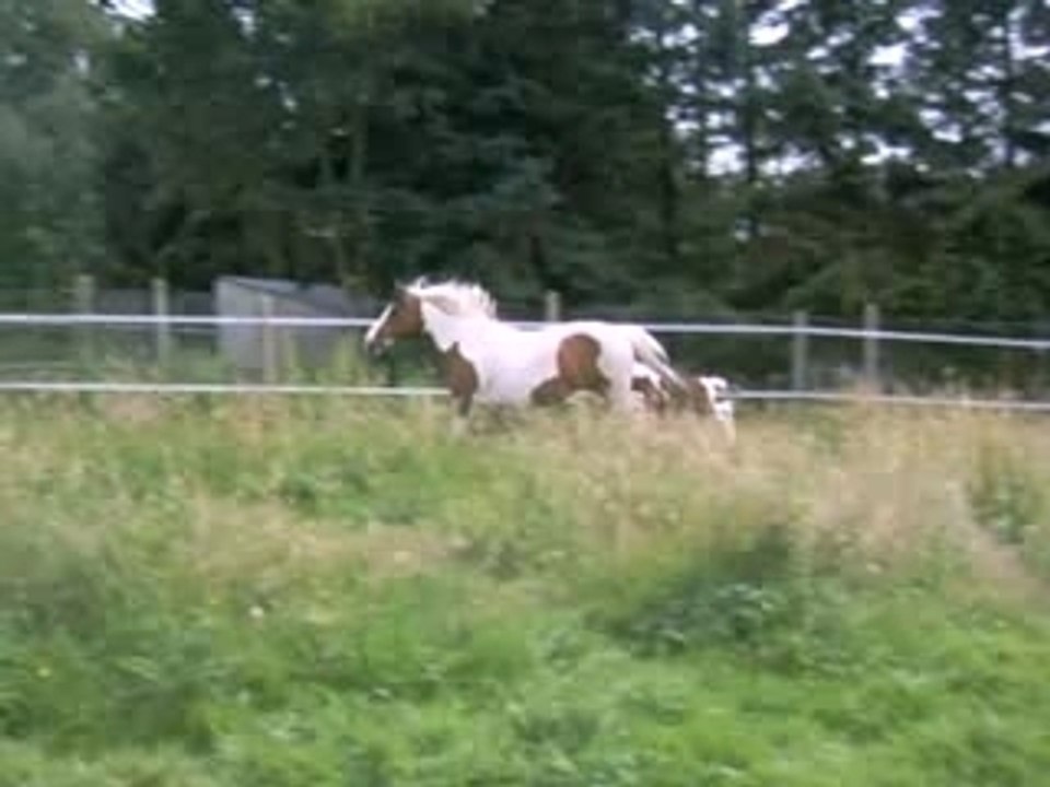 Cannelle saute et zara au galop