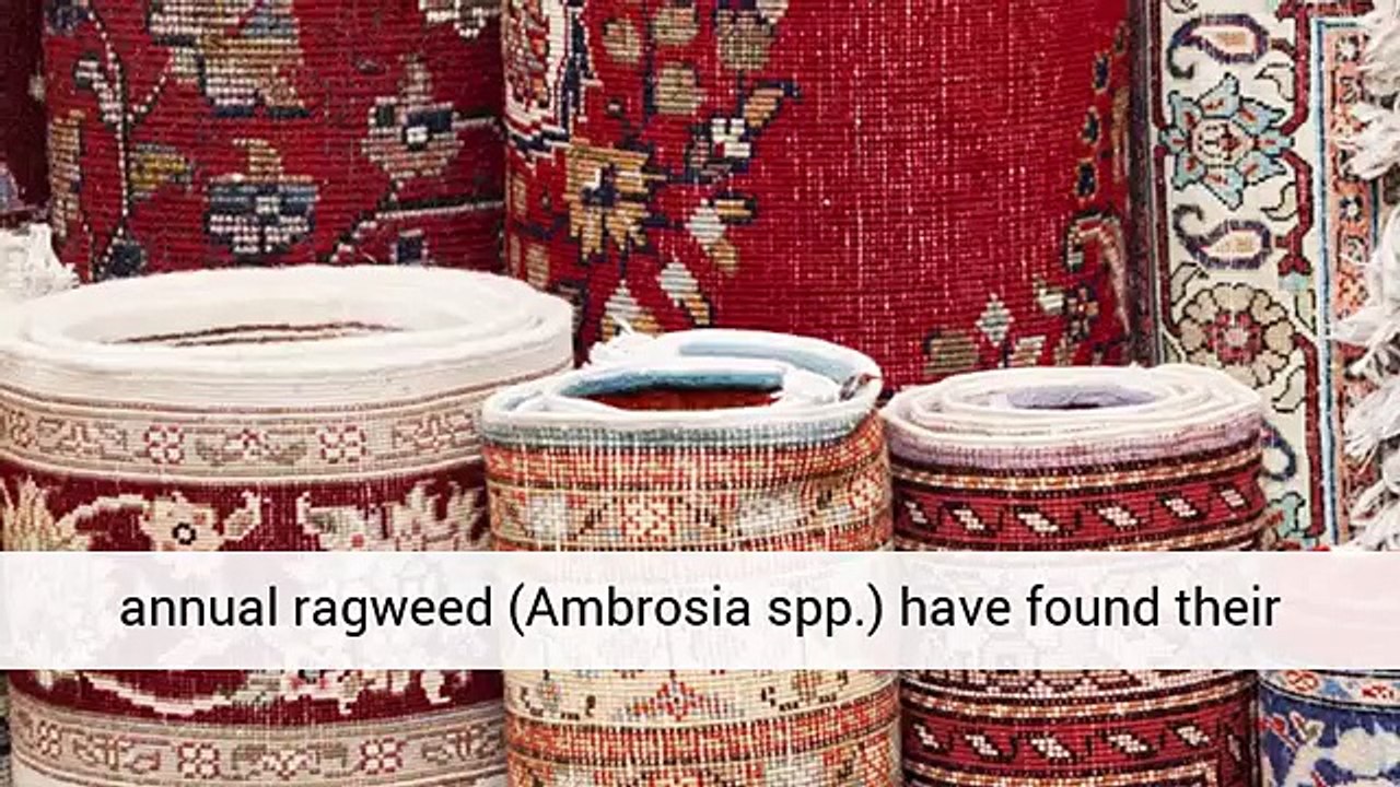 Growth Stages of Ragweed - (949) 645-1313