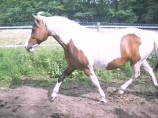 cannelle trop et zara galop