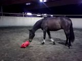 My Horse Rudi is playing with it's Rody