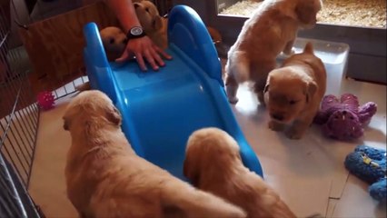 Funny Dog - Dog Cute Videos Compilation - Funny Dog Video 2016 - PII