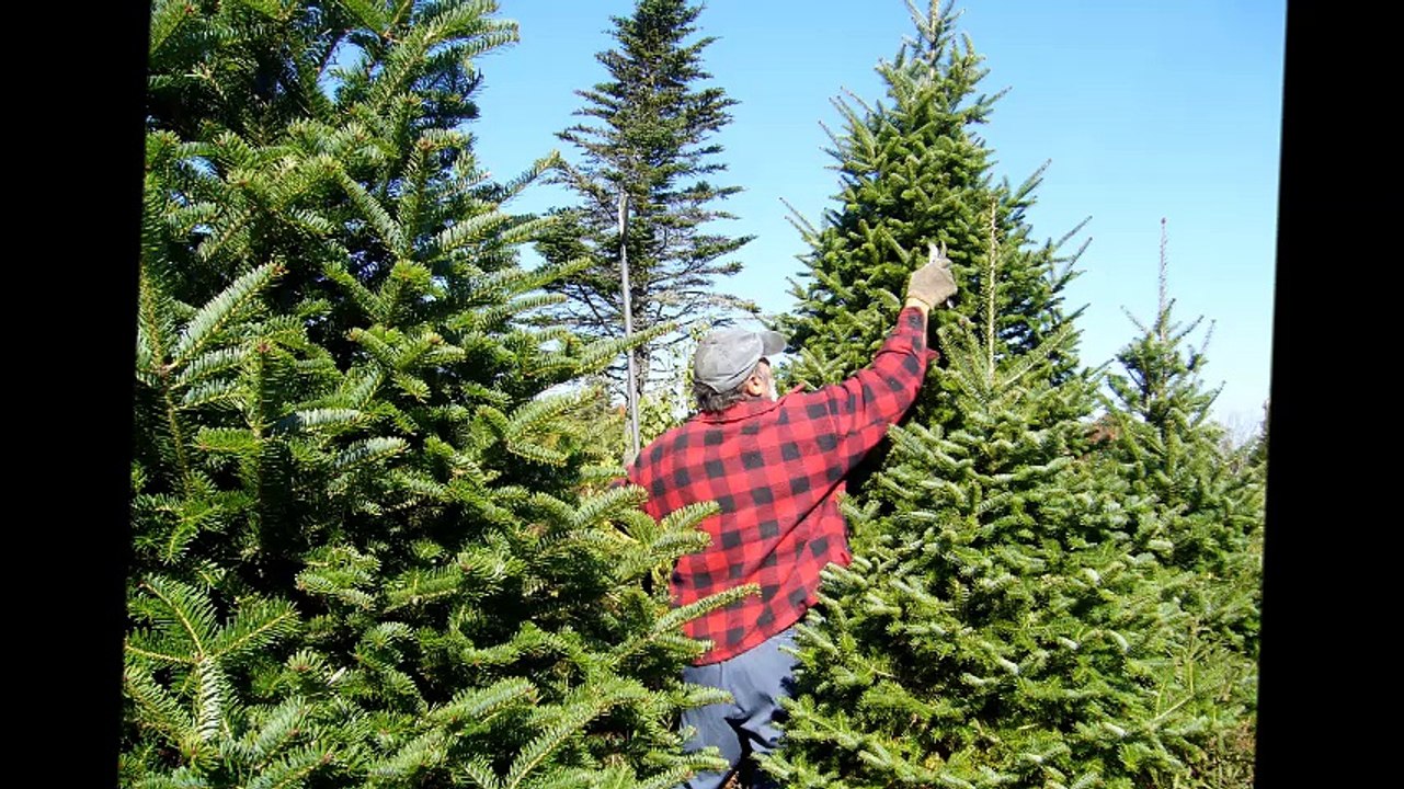 M & B Tree Service - (910) 549-7639