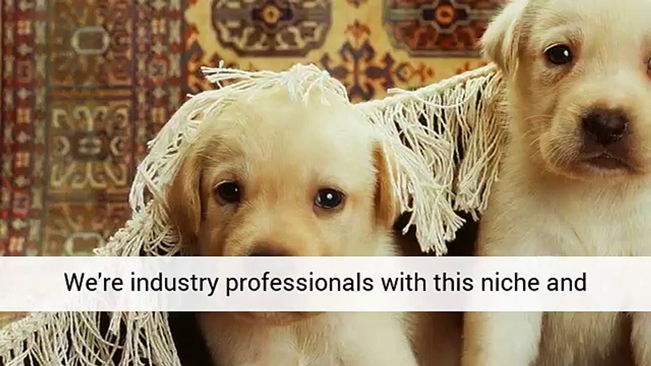 Just Ask Jess: What’s the Best Way to Remove Hair Oils and Food Greases from Upholstery?