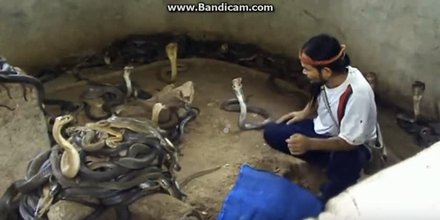 Man Selecting Cobras For Snake Show