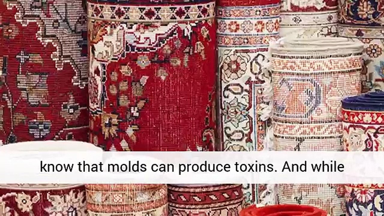 Combating Carpet Mold - Steam Master Carpet Cleaning reviews