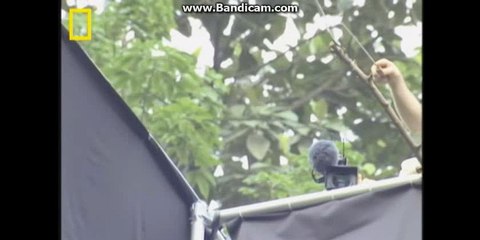 Incredible Flying Snake