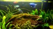 Electric Blue Jack Dempsey Tank(5½ months old)
