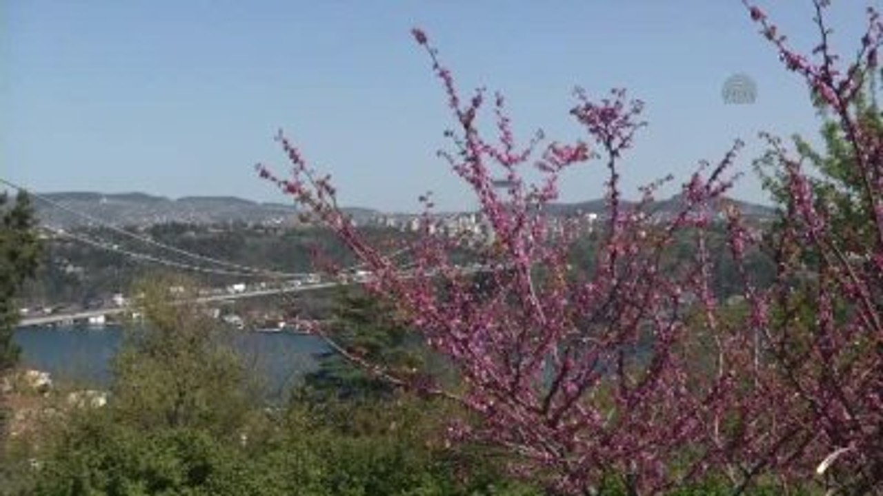 Baharın Müjdecisi Erguvanlar İstanbul'u Süslemeye Başladı