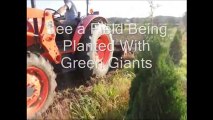How We Plant Small Green Giants