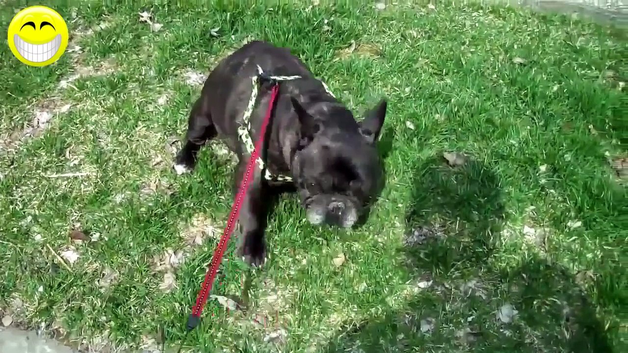 Funny Dogs Compilation - Funny videos 2014