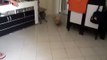 Cute Dog chasing laser beam
