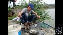 Câu cá rô phi ở mọi nơi tại Việt Nam