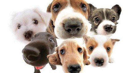 Musica Diseñada para Relajar y Dormir Perros inquietos - Parte/1 - DailyMotion