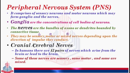 Peripheral Nervous System
