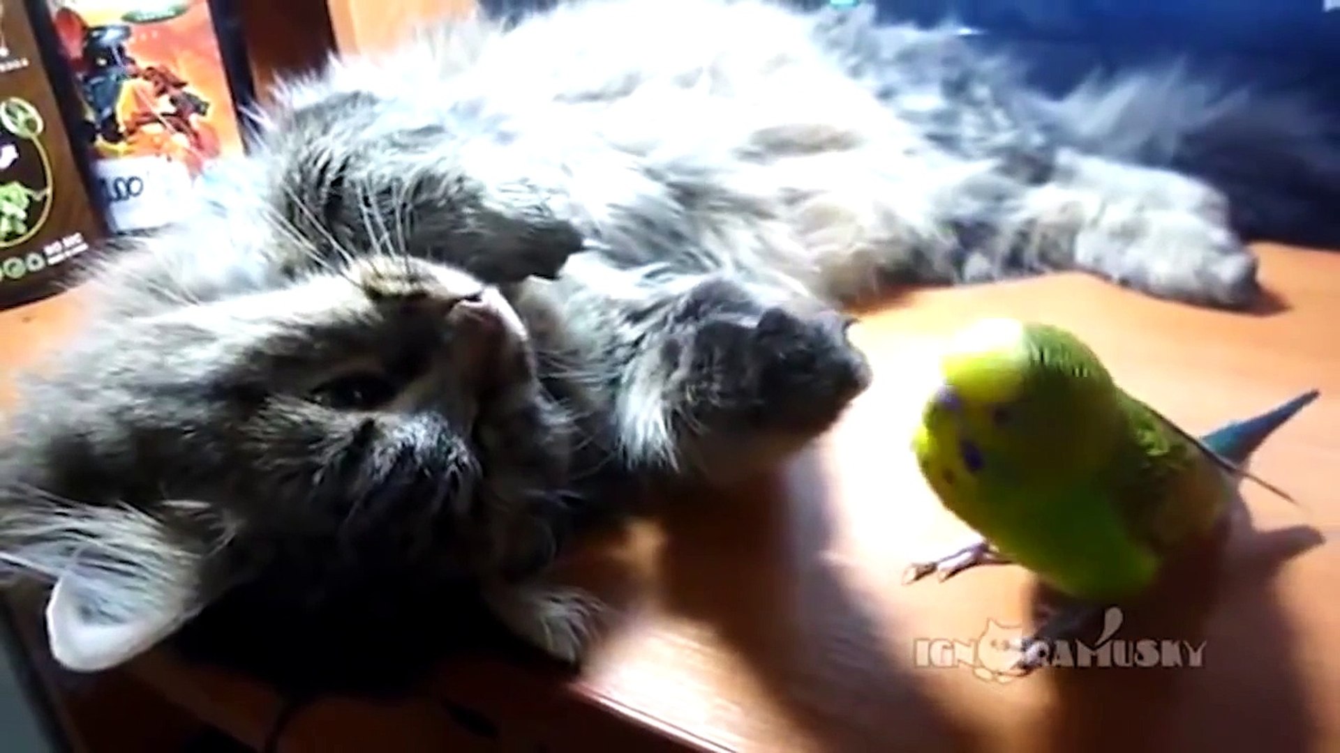 ⁣Animals Annoying Animals Part 2