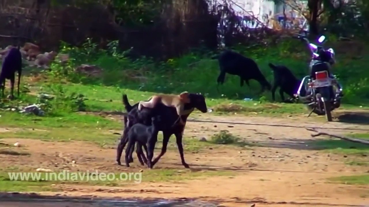 Animals Annoying Animals