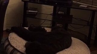 Un chien se précipite pour aller dormir après que l’on éteint la télé