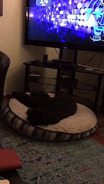 Un chien se précipite pour aller dormir après q...