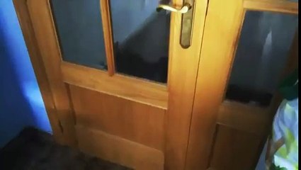 Dog Opens and Closes Door