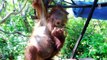 At the International Animal Rescue Orangutan Center, orphaned baby orangutans...