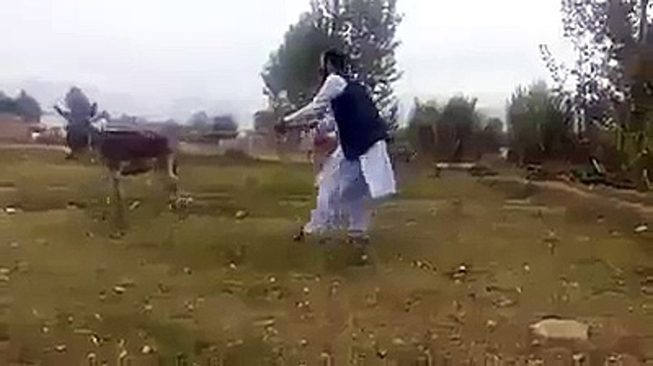 pathan aor gadhay ki funny video - Video Dailymotion
