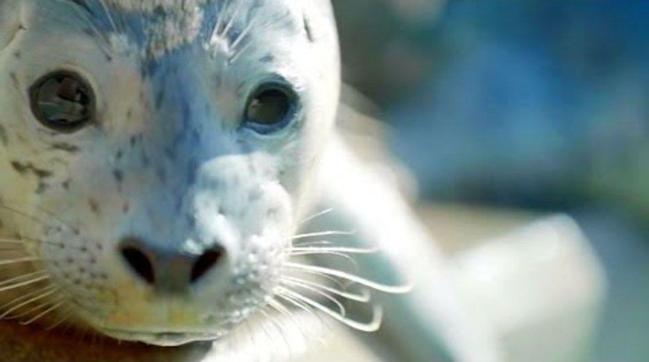 Amazing dish soap to rescue oil-slicked animals