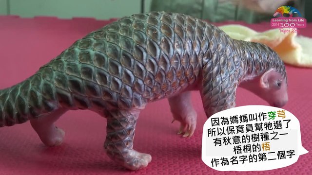 Une infirmière prend soin d'une créature extrêmement rare!