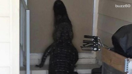 Cops Spot Gator Trying To Get Into House