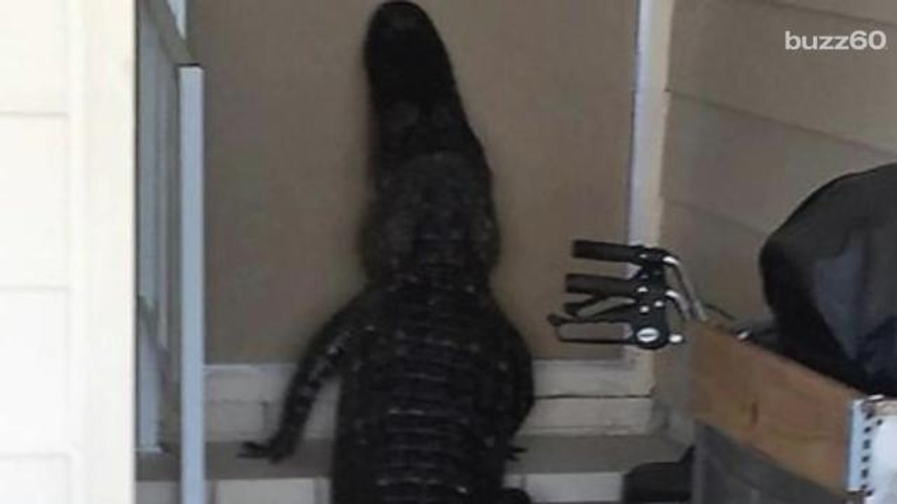 Cops Spot Gator Trying To Get Into House