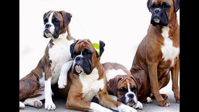 Vista Dog Daycare Boarding Encinitas