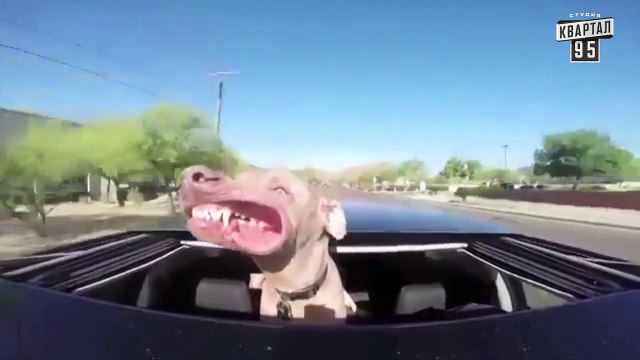 Смешные уроки английского языка от Чисто News - Урок 4 - Буква D, видео приколы